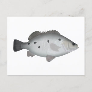 Barcoo Grunter Postkarte