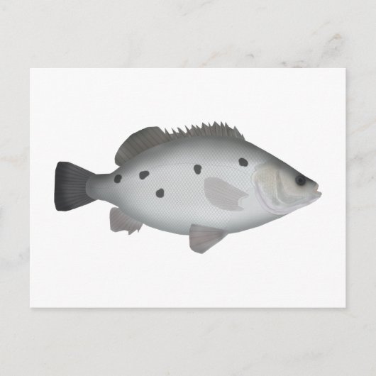 Barcoo Grunter Postkarte (Vorderseite)