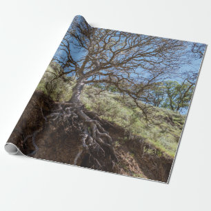 Bare tree während des Tages auf dem Berg Geschenkpapier