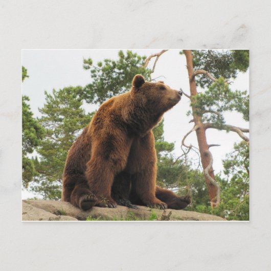 BÄREN AUF EINEM FELS POSTKARTE (Vorderseite)