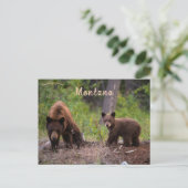 Bären im Boulder Valley Montana USA Postkarte (Stehend Vorderseite)