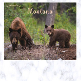 Bären im Boulder Valley Montana USA Postkarte