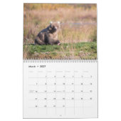 Bären of Brooks Falls - Kalender 2021 (Mär 2027)