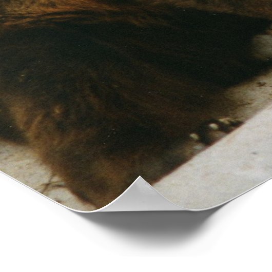 Bären Poster (Ecke)