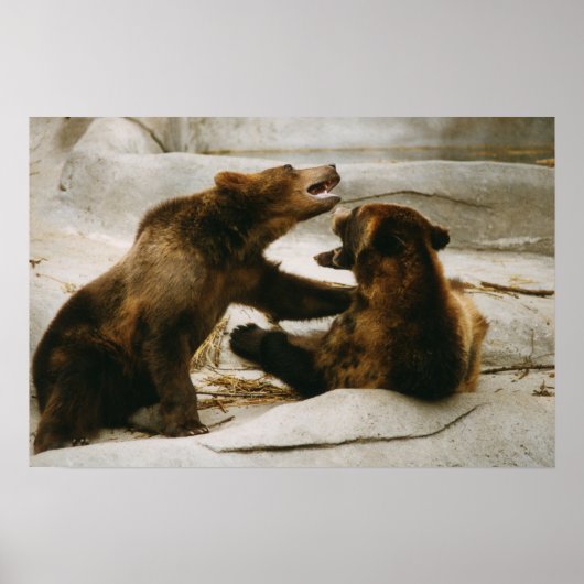 Bären Poster (Vorne)