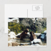 Bären Postkarte (Vorne/Hinten)