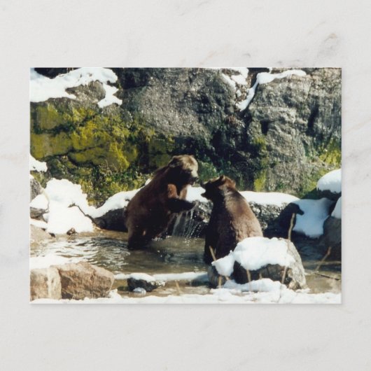 Bären Postkarte (Vorderseite)