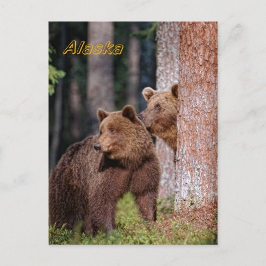 Bären Postkarte (Vorderseite)