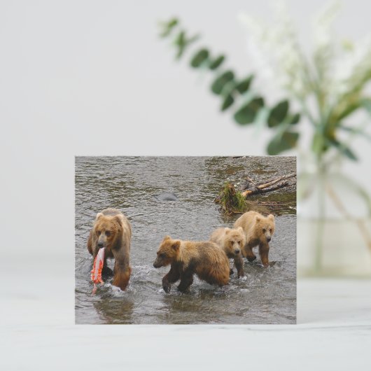 Bären und 3 Jungen, Brooks Falls Alaska Postkarte (Stehend Vorderseite)