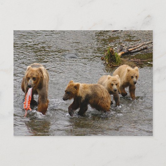 Bären und 3 Jungen, Brooks Falls Alaska Postkarte (Vorderseite)