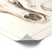 Bären und Tasmanischer Teufel Schädel Anatomie Pri Poster (Ecke)