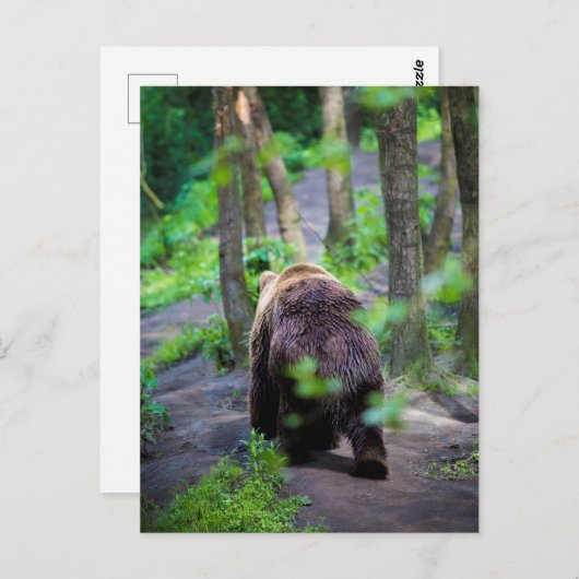 Bären wandern im Wald weg Postkarte (Vorne/Hinten)