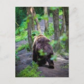 Bären wandern im Wald weg Postkarte (Vorderseite)