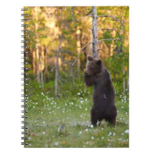 Bärenbär (Ursus arctos) Notizblock