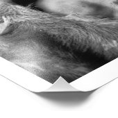 Bärenbauch - Ein aristokischer Medizinmann Fotodruck (Ecke)