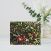Bärenbeeren, Insel Unalaska Postkarte (Stehend Vorderseite)