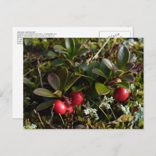 Bärenbeeren, Insel Unalaska Postkarte (Vorne/Hinten)