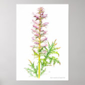 Bärenbrauen Acanthus mollis Aquarellkunst Poster (Vorne)