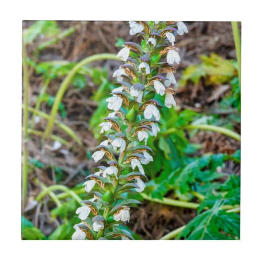 Bärenbrauen Fliese (Vorderseite)