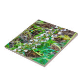 Bärenbrauen Fliese (Seite)