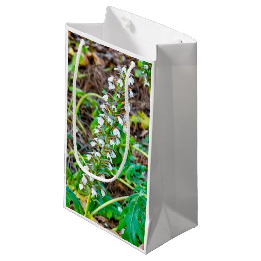 Bärenbrauen Kleine Geschenktüte (Vorderseite Schrägansicht)