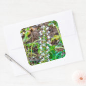 Bärenbrauen Quadratischer Aufkleber (Umschlag)