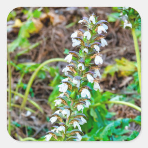 Bärenbrauen Quadratischer Aufkleber