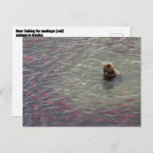 Bärenfischerei auf Lachs im Nationalpark Katmai Postkarte (Vorne/Hinten)