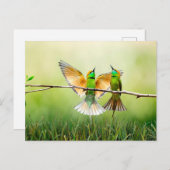 Bärenfresser Bird Postkarte (Vorne/Hinten)