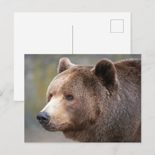 Bärenfront Postkarte (Vorne/Hinten)