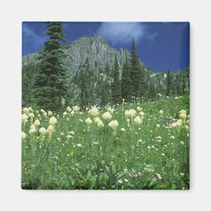 Bärengras am Eunice Lake, Mt. Rainier NP, WA, Magnet