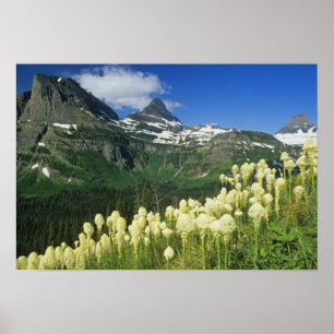 Bärengras nahe Logan Pass in Gacier National Poster