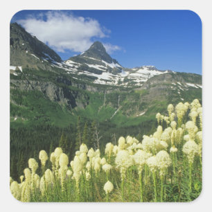 Bärengras nahe Logan Pass in Gacier National Quadratischer Aufkleber