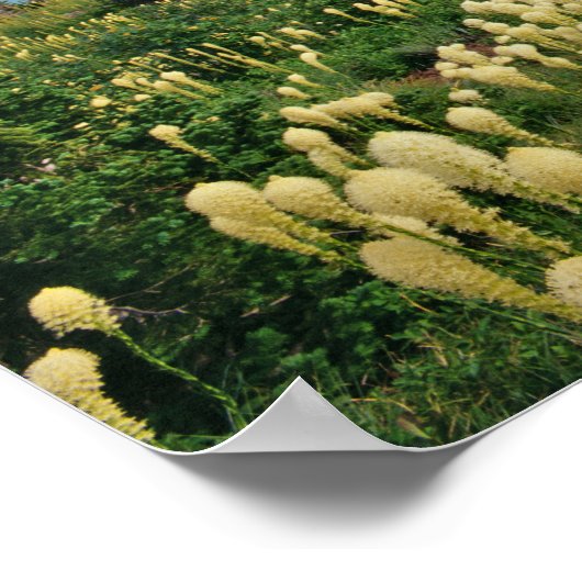 Bärengras über dem Grinnellsee Poster (Ecke)