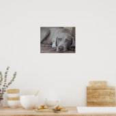 Bärenhund-Foto-Poster Poster (Küche)