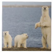 Bärenjungen aus Polen und ihre Mutter Fliese (Vorderseite)