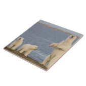 Bärenjungen aus Polen und ihre Mutter Fliese (Seite)