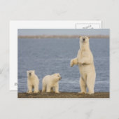 Bärenjungen aus Polen und ihre Mutter Postkarte (Vorne/Hinten)