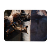 Bärenjungen im Water Magnet (Horizontal)