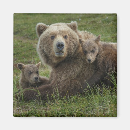Bärenjungen mit ihrer Mutter Magnet (Vorne)