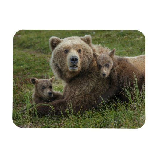 Bärenjungen mit ihrer Mutter Magnet (Horizontal)