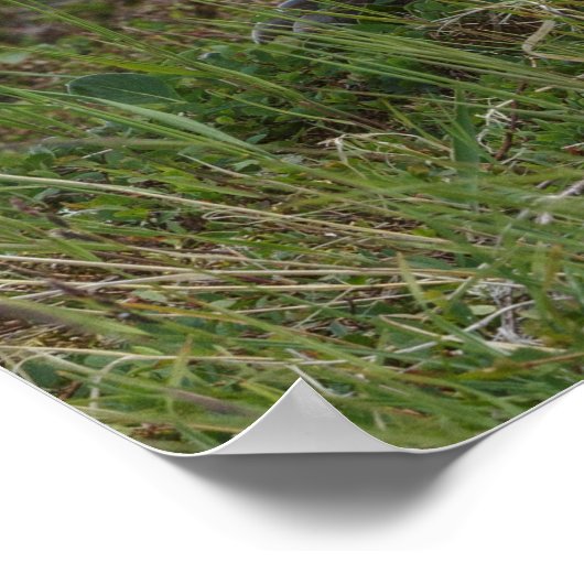 Bärenjungen mit ihrer Mutter Poster (Ecke)