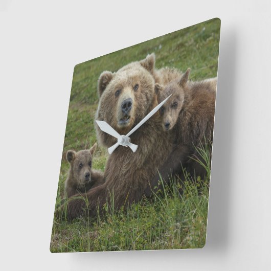 Bärenjungen mit ihrer Mutter Quadratische Wanduhr (Winkel)