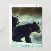 Bärenjungen Postkarte (Vorne/Hinten)