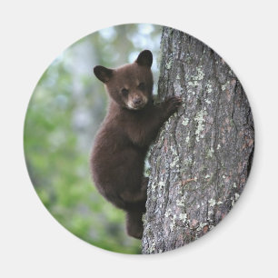 Bärenjunges, das einen Baum klettert Magnet