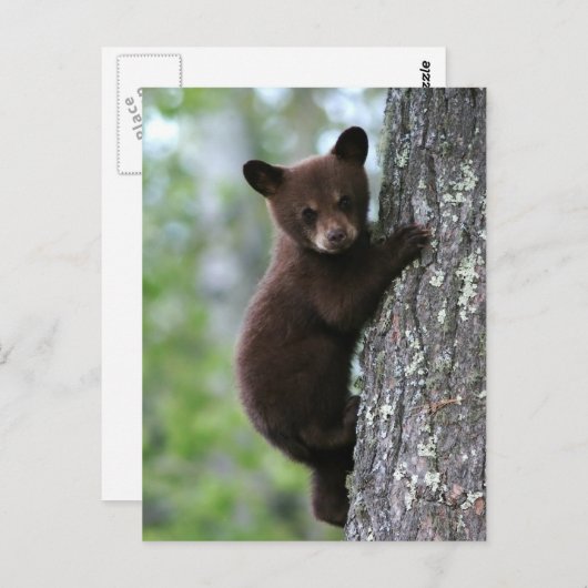 Bärenjunges, das einen Baum klettert Postkarte (Vorne/Hinten)