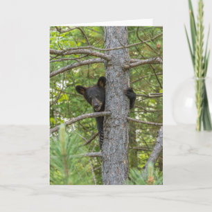 Bärenjunges klettert auf einen Baum Karte