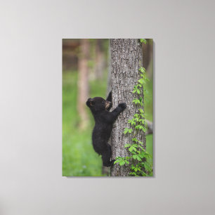 Bärenjunges klettert auf einen Baum Leinwanddruck