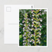 Bärenklaue Postkarte (Vorne/Hinten)