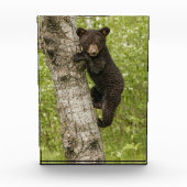 Bärenkuppe im Baum Fotoblock (Vorderseite)